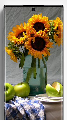 Sunflower Wallpapers