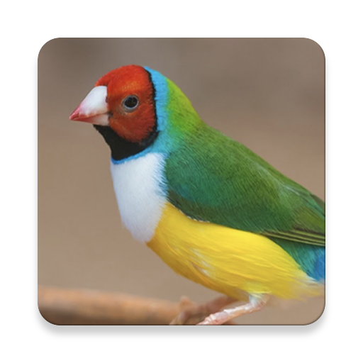 Canary Bird Singing ~ Sclip.ap دانلود در ویندوز