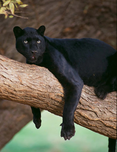 Android application Black Panther Wallpaper HD screenshort