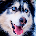 Husky dog Wallpaper HD Themes APK