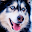 Husky dog Wallpaper HD Themes Download on Windows