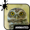 Funny Owl Keyboard & Wallpaper