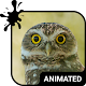 Funny Owl Animated Keyboard + Live Wallpaper