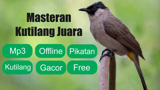 Masteran Kutilang Juara