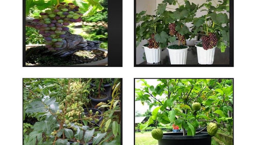 Fruit plants at Bonsai