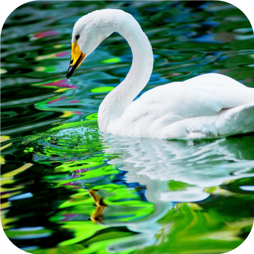 Swan. Birds. Live Wallpaper  Icon