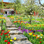 Cover Image of Скачать Spring Flowers Garden Wallpape  APK