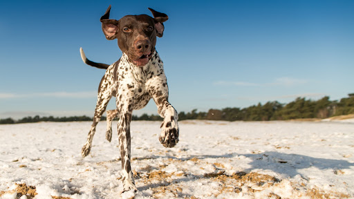 German Shorthaired Pointer