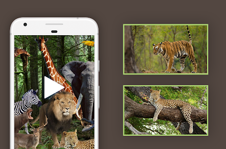 Wild Animals Video Documentary - Apps on Google Play