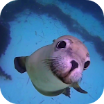 Cover Image of Download Sea Life HD Video Wallpapers G  APK
