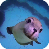 Sea Life HD Video Wallpapers Gallery icon