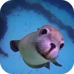 Hình ảnh biểu tượng của Sea Life HD Video Wallpapers G