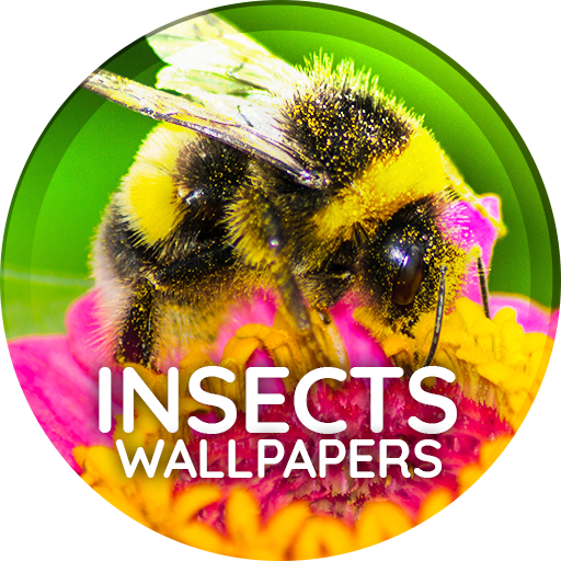 Wallpapers 4K with insects 2.0.2 Icon