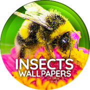 Wallpapers with insects