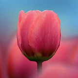 3D Tulip Live Wallpaper icon