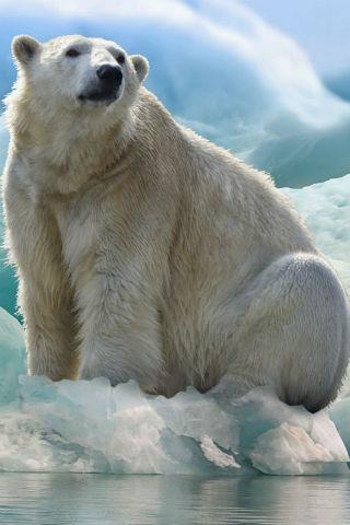 Animal Wallpapers Screen 3