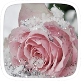 Pink Frozen Flower Theme icon