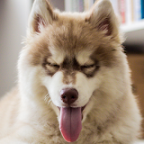 puppy husky wallpapers icon