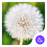 Dandelion|APUS Launcher theme icon