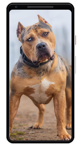 Android application Pitbull Wallpapers screenshort