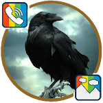 Cover Image of Download Raven - RINGTONES and WALLPAPERS 1.0 APK