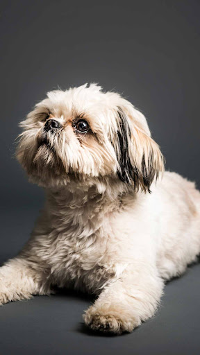 Shih Tzu Wallpaper