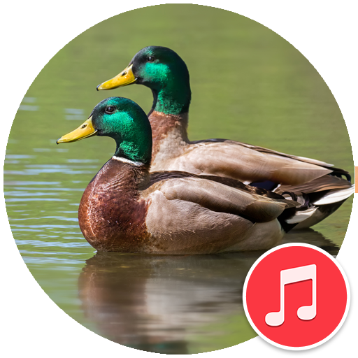 Duck Sounds for PC / Mac / Windows 11,10,8,7 - Free Download