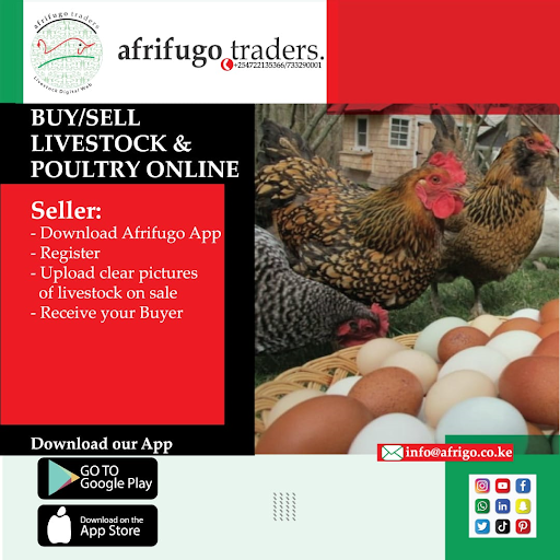 afrifugo Screen 2