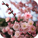 Sakura Live wallpaper icon
