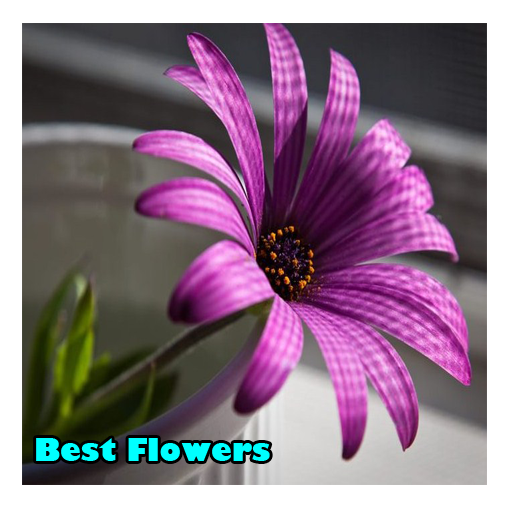 Android application Aesthetic Flowers screenshort