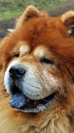 Chow Chow Wallpapers