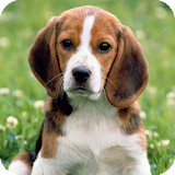 Beagle Dog HD Live Wallpaper icon