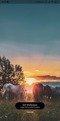 Horses Wallpapers