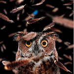 Cover Image of ดาวน์โหลด Owl Wallpapers 1.0 APK
