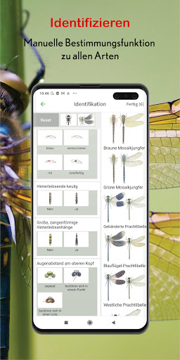 Libellen Id Europa - mit Fotoe