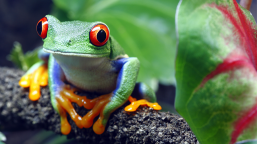 Jigsaw Puzzle - Rainforests