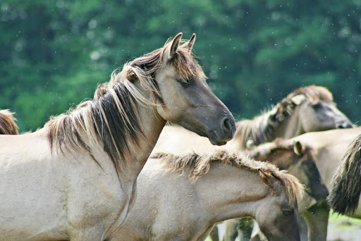 Wild horse wallpapers