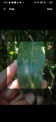 Corn Health AI Screen 3
