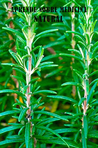 Plantas Medicinales, Naturales Screen 3
