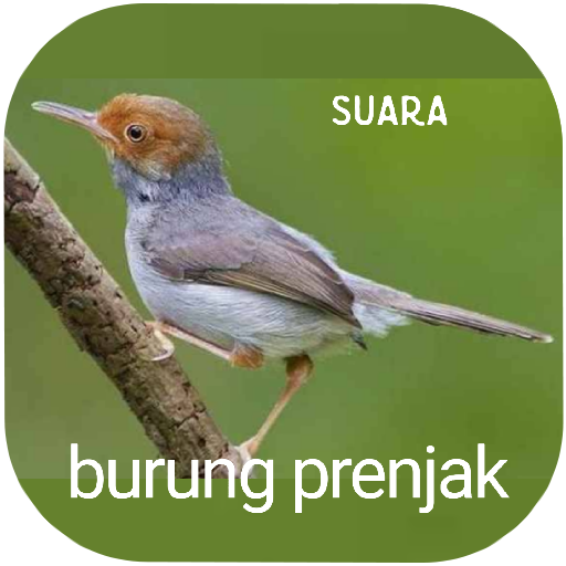 Suara burung prenjak Download on Windows