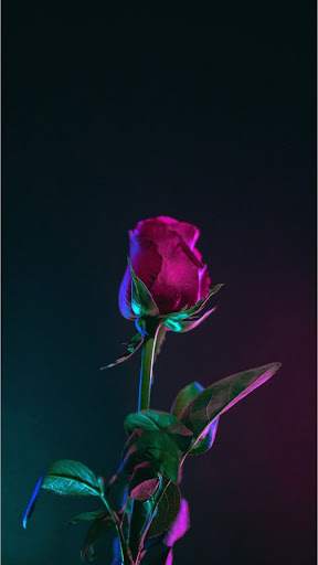 Red rose wallpaper Screen 2