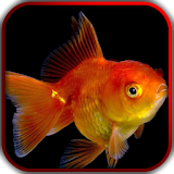 3D Fishes Video Live Wallpaper icon