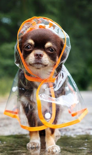 Android application Chihuahua Dog Wallpapers screenshort