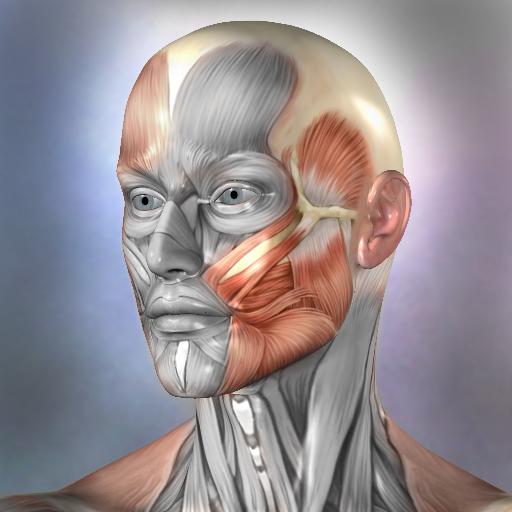 Muscle and Bone Anatomy 3D 1.2.2 Icon