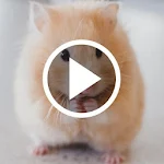 Cover Image of Baixar Hamster Video Live Wallpaper 1.7 APK