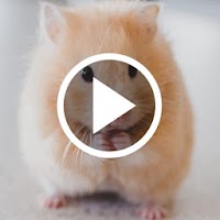 Hamster Video Live Wallpaper