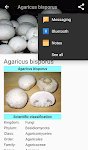 screenshot of Edible mushroom - Photos