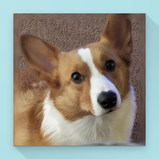 CorgiCam - Fun Dog Camera logo