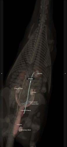 3D Horse Anatomyのおすすめ画像5