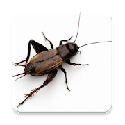 Cricket insect Sound Collections ~ Sclip.app